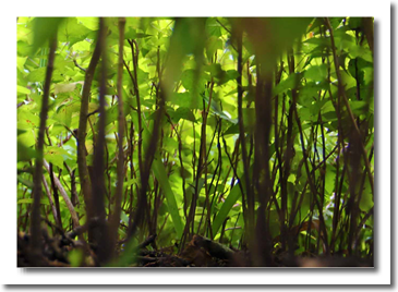 Daniel Pavon Cuellar mini Bosques 